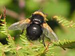 Fly, Rame Head