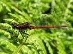 Large Red Damselfly