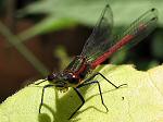 Large Red Damselfly