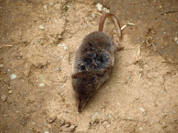 Common Shrew - Rame Head