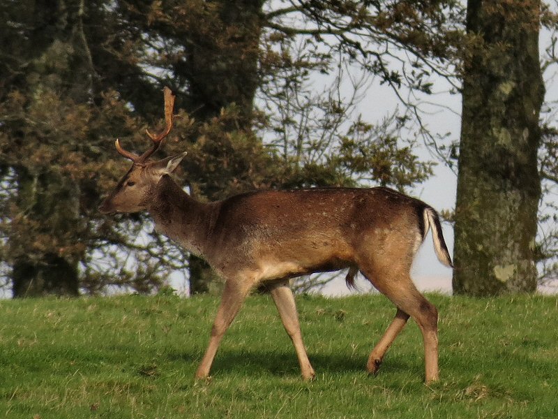 Fallow Deer