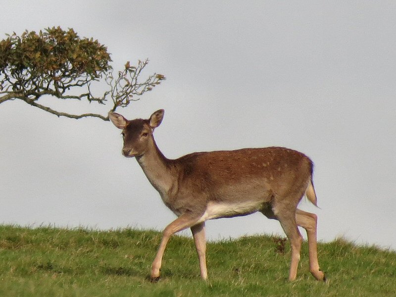 Fallow Deer