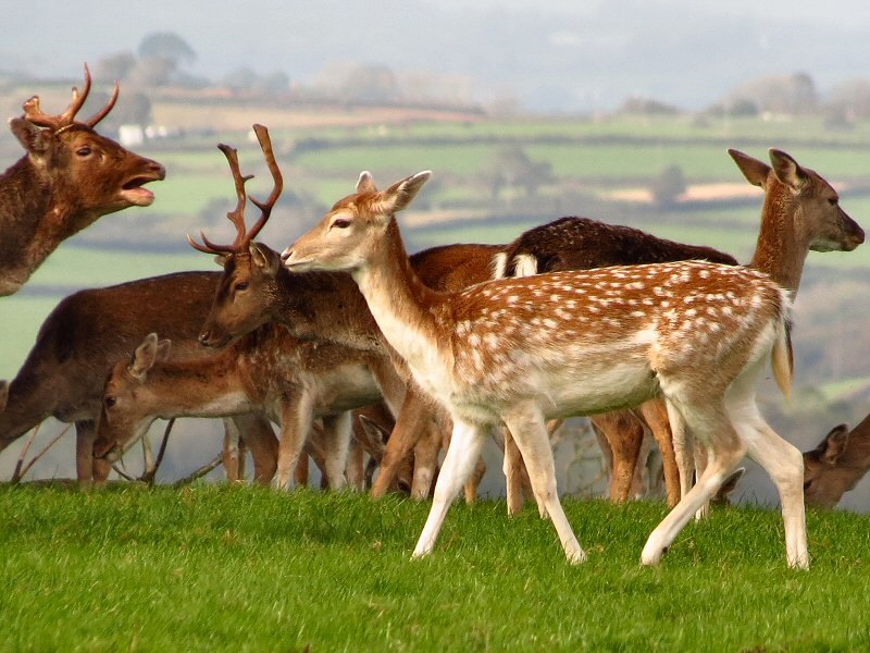 Fallow Deer