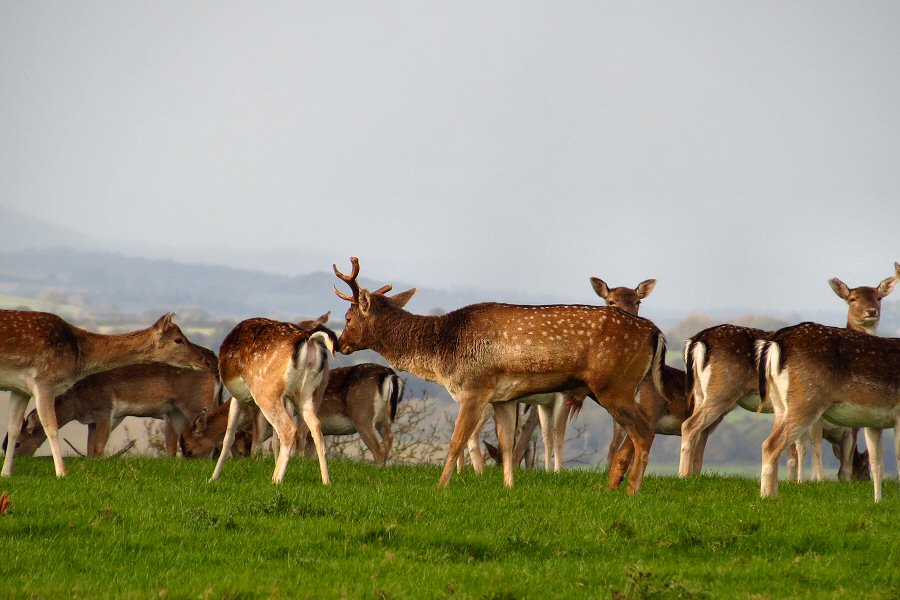 Fallow Deer