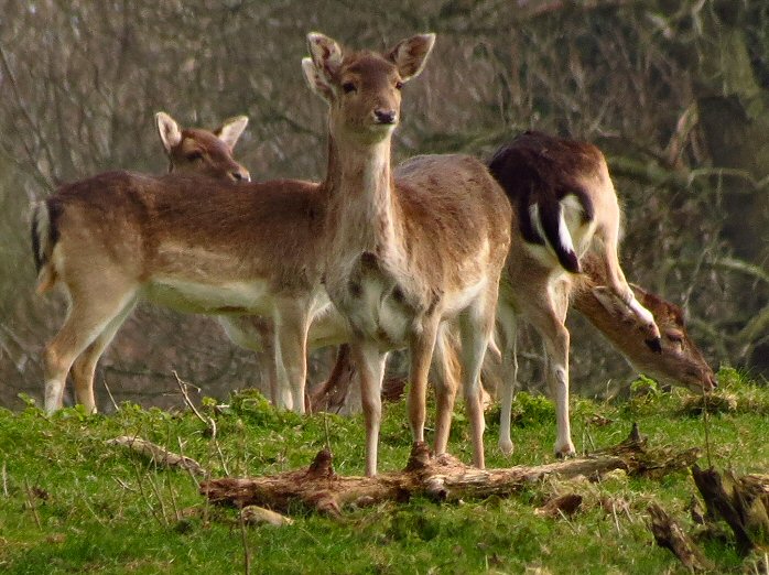 Fallow Deer Menu