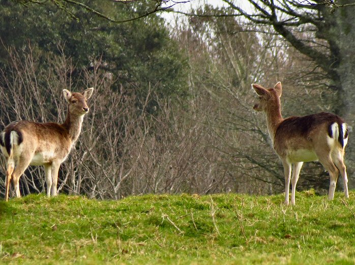 Fallow Deer