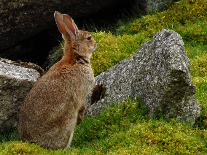 Rabbit, Gold Diggings Quarry