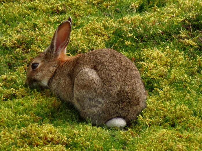 Rabbit, Gold Diggings Quarry