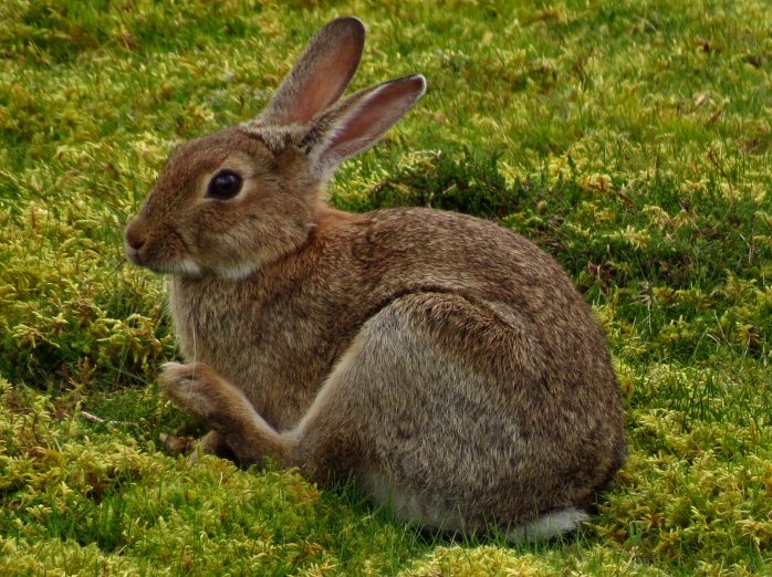 Rabbit, Gold Diggings Quarry