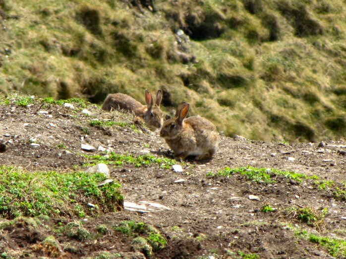 Rabbit, Penhallic Point