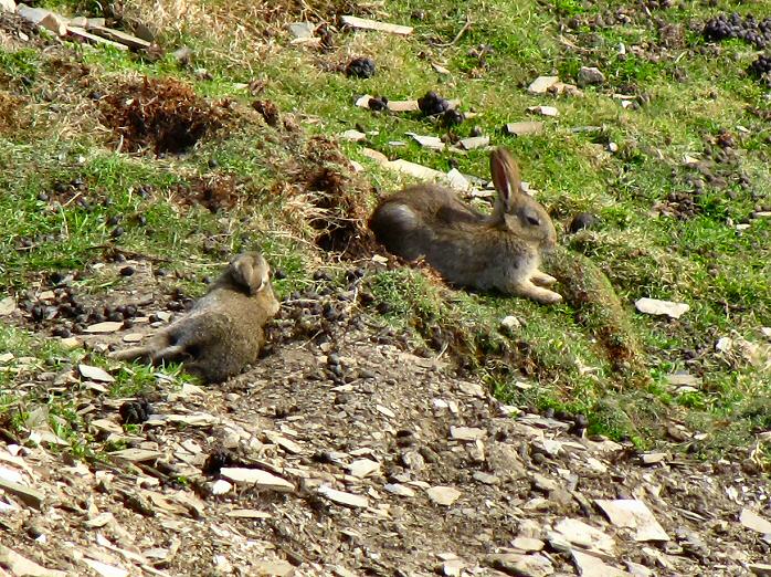 Rabbit, Penhallic Point