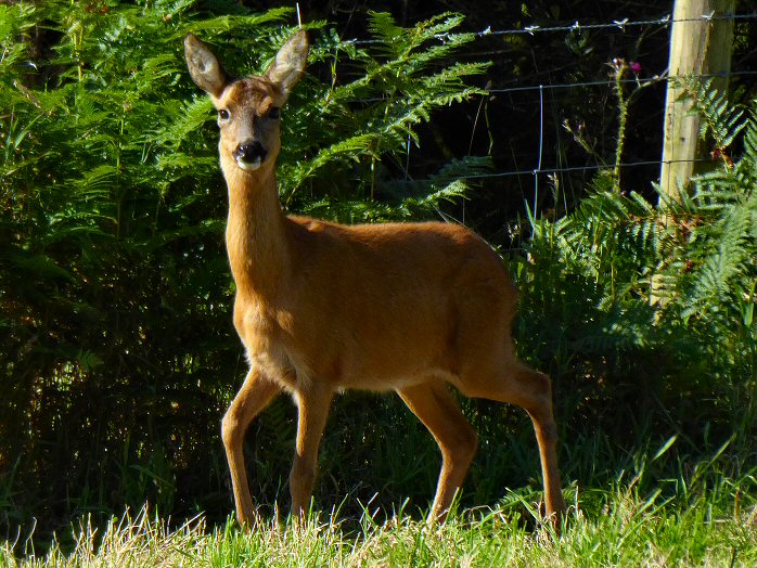 Roe Deer