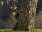 Fallow Deer