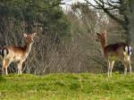 Fallow Deer