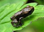 Frog, Cotehele Gardens