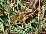 Common Frog