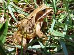 Common Frog