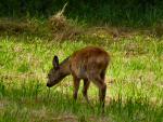 Roe Deer