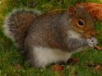 Grey Squirrels