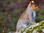 Grey Squirrels