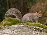 Grey Squirrels