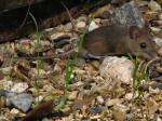 Wood Mouse