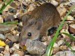 Wood Mouse