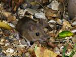 Wood Mouse