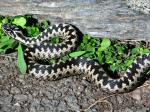 Adder