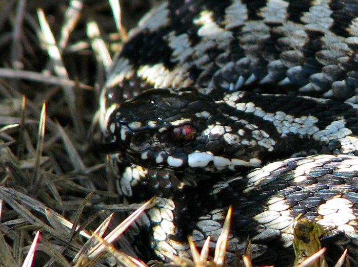 Adder - Slapton Ley