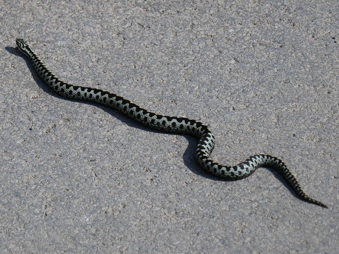 Adder, Burrator, Dartmoor