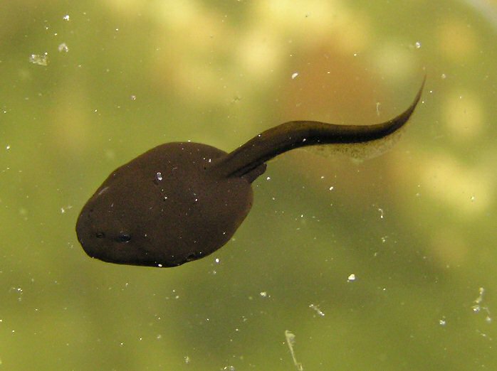 Tadpole