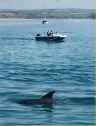 Cornish Dolphins