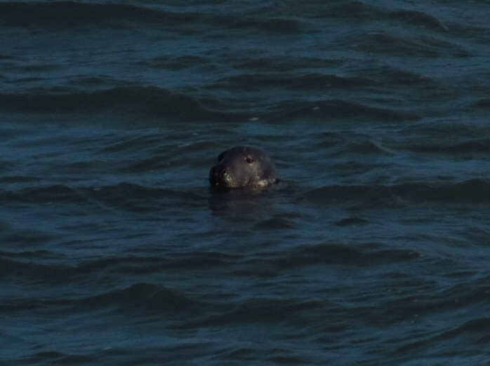 Grey Seal - Harlyn Bay