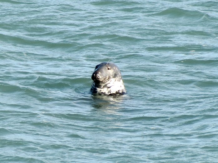 Grey Seal - Harlyn Bay