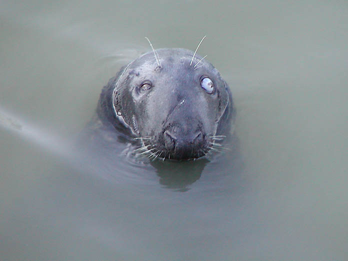 Nelson the seal at Mevagissey