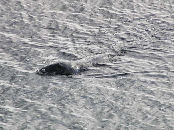 Seal - Off West Hoe