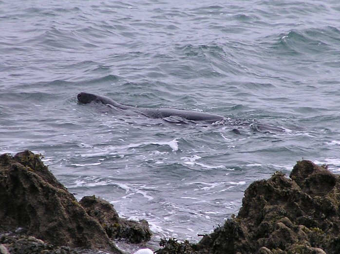 Seal - Off West Hoe