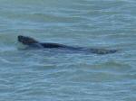 Seal, Harlyn Bay