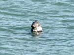 Seal, Harlyn Bay