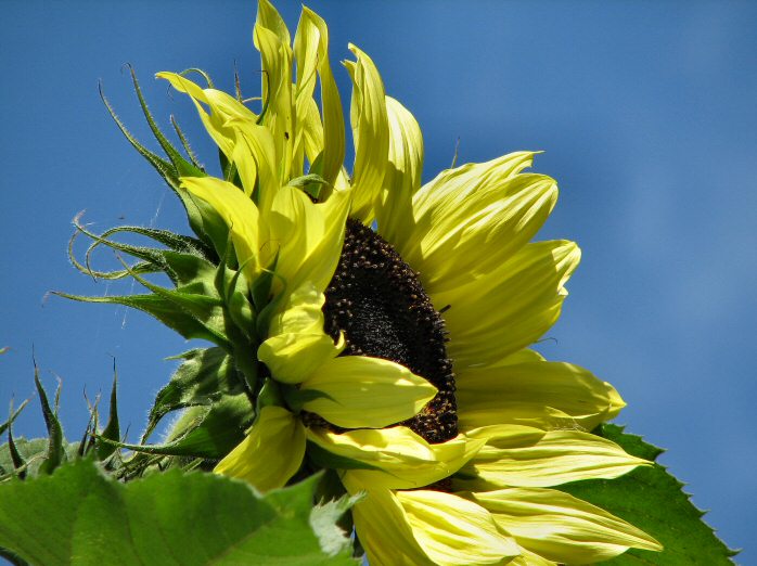 Flower Power - Cotehele Gardens