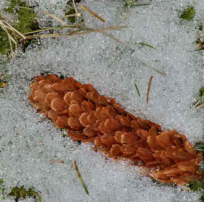 Pine Cone, Belliver Forest, January 2003