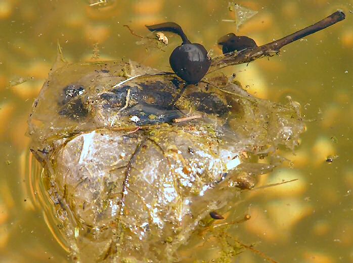 Tadpoles, Cotehele Gardens