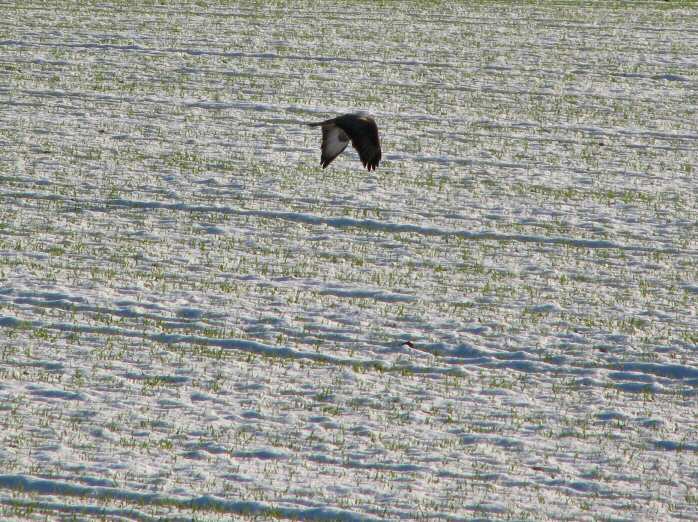 Buzzard looking for frozen food!