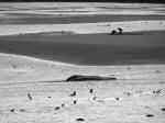 Bait Collecting, Plym Estuary