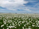 Field of Flowers