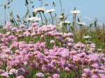 Cliffside Flowers