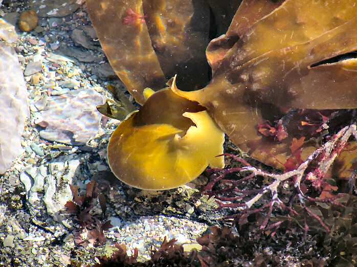 Rock pool, Hannafore, Cornwall