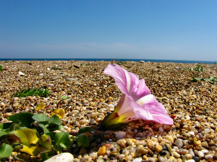 Sea Bindweed