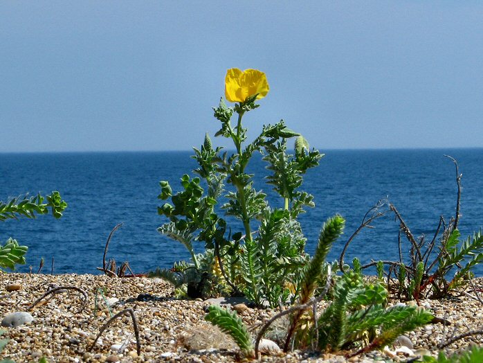 Yellow-Horned Poppy